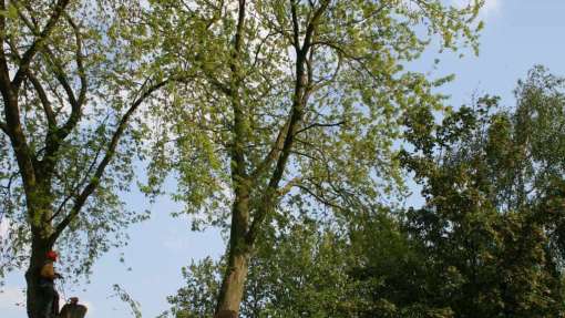 bomen rooien hovenier Valburg Vaasen Ulft Ughelen Udeel Twello Tweesluizen Tuil Trutjeshoek Tricht Tonsel Tongeren Tonden Tolkamer Toldijk Tiengeboden Tiel